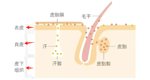 皮肤的“油”从哪里来?
