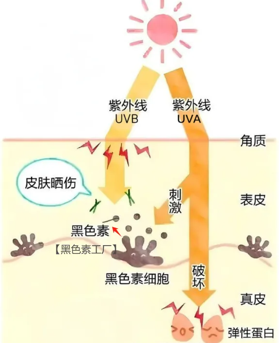 为什么有人晒不黑？揭秘皮肤防晒的底层逻辑